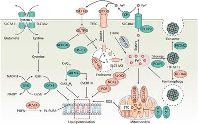 Iron Metabolism in Ferroptosis